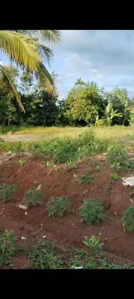 Di jual lahan murah 50 hektar