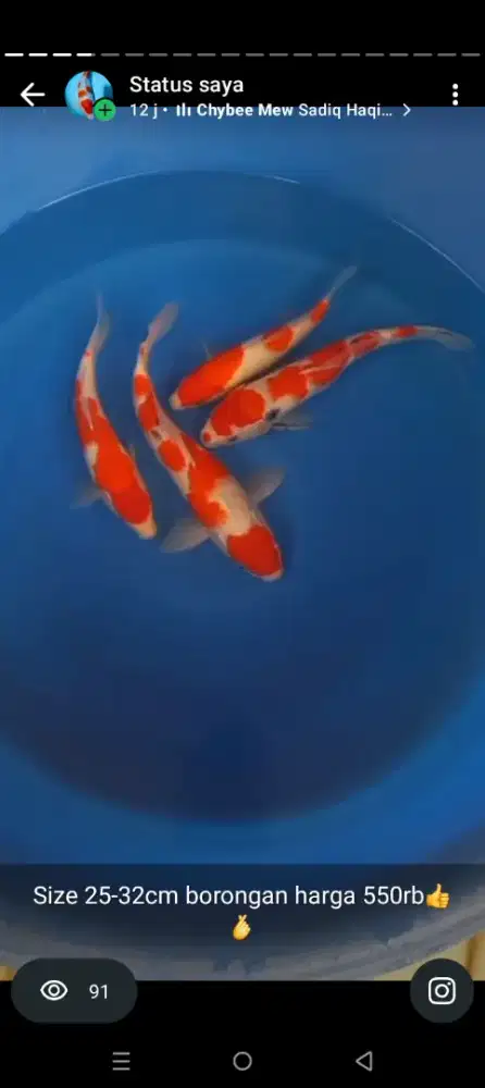 Jual paket ikan koi 4 ekor size-+25-32cm