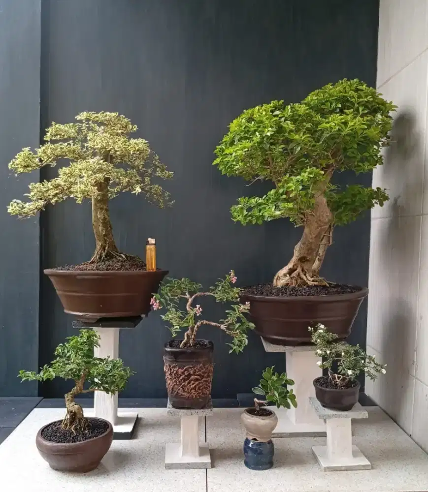 Paketan bonsai cantik 6 pohon