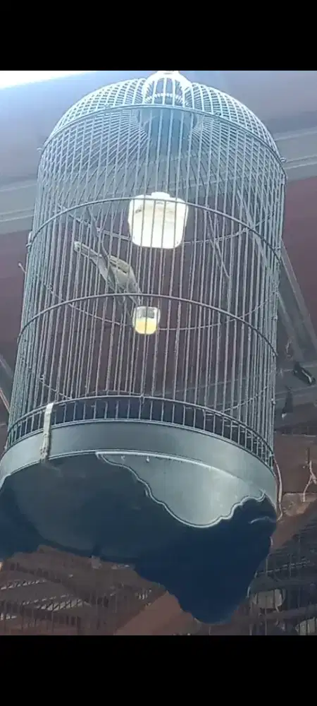 Burung masteran