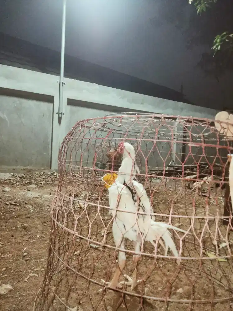 Ayam phakoy muda prospek