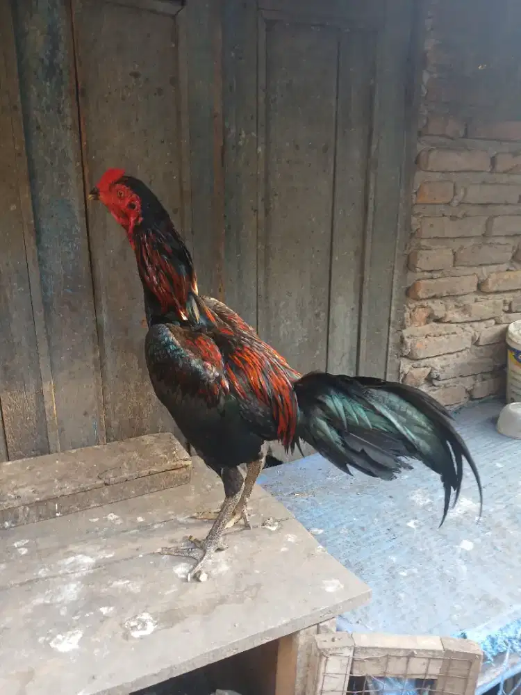 Ayam pama original