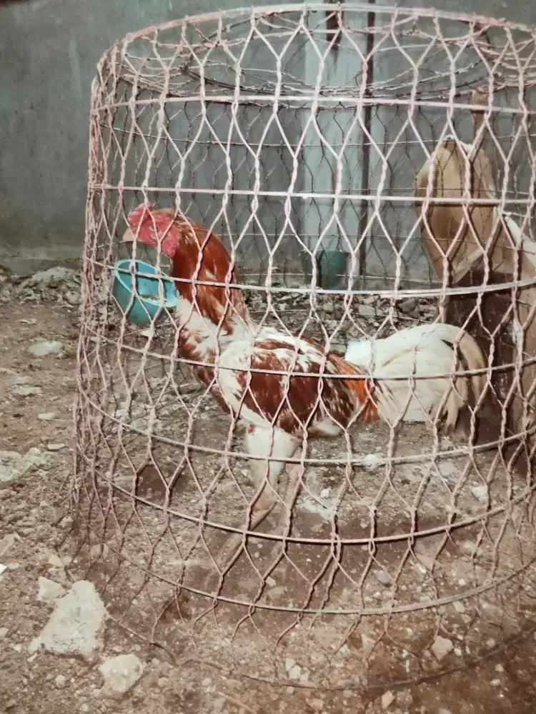 Ayam plucker phakoy