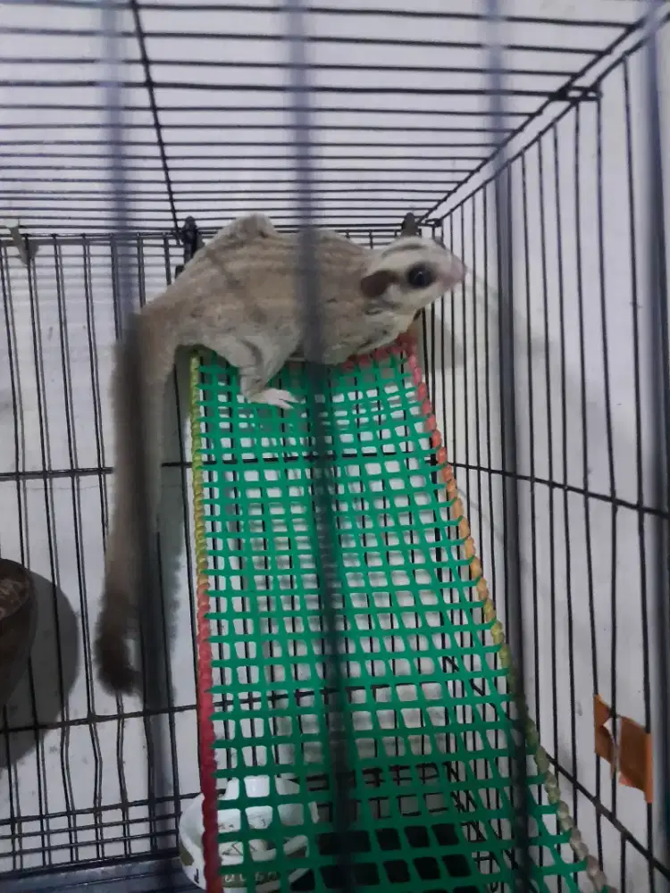 Sugar glider platinum