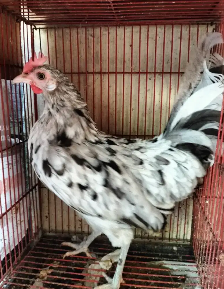 Onagadori Ekor Panjang Betina Warna Unik