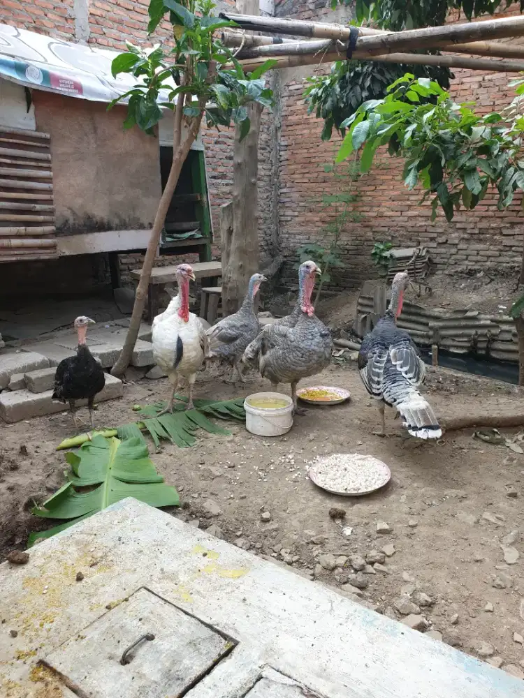 AYAM KALKUN Sehat Dewasa&Remaja