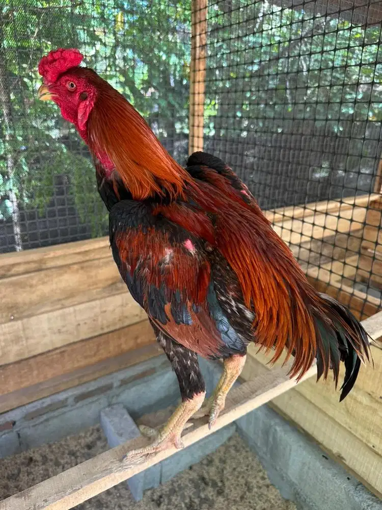 Ayam bangkok super jumbo