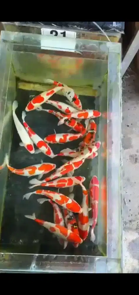 Jual koi ukuran 30 cm paket 10 ekor