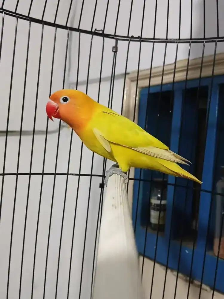 Lovebird Paskun rasa lutino