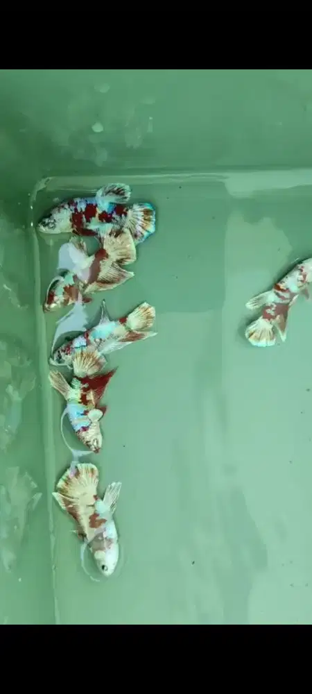 Ikan cupang hias plakat red barong
