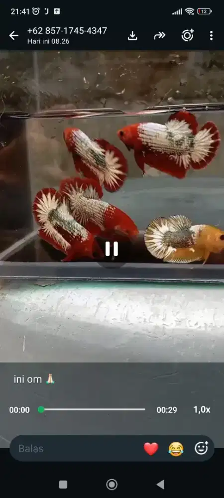 Ikan cupang hias red fccp