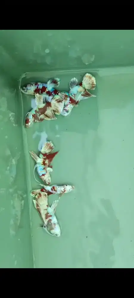 Ikan cupang red barong