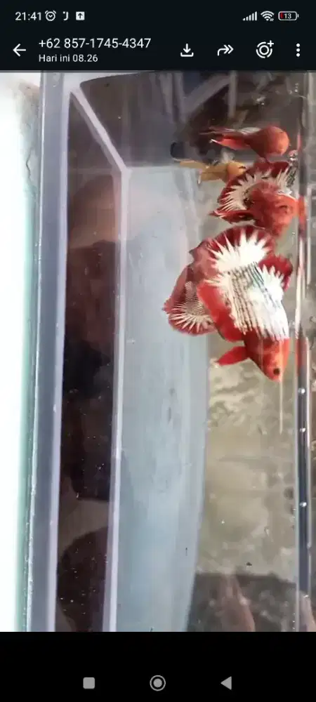 Ikan cupang plakat fccp