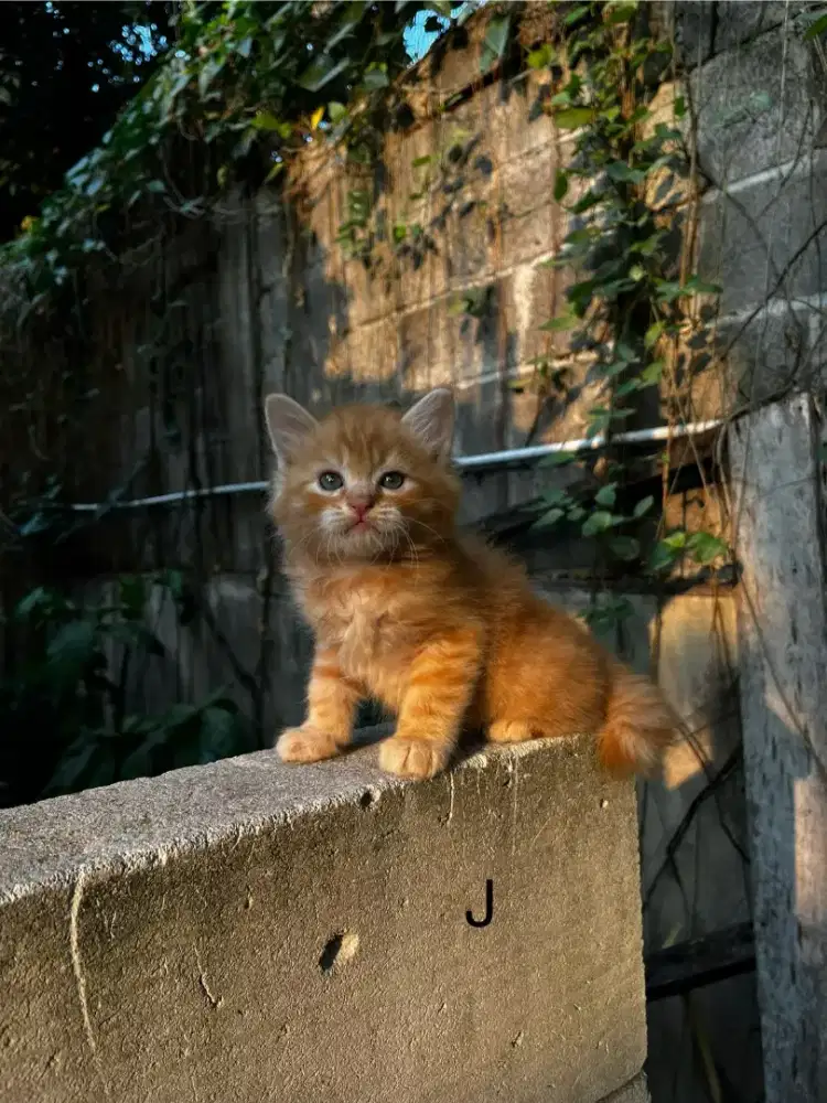 Kitten Persia medium Longhair