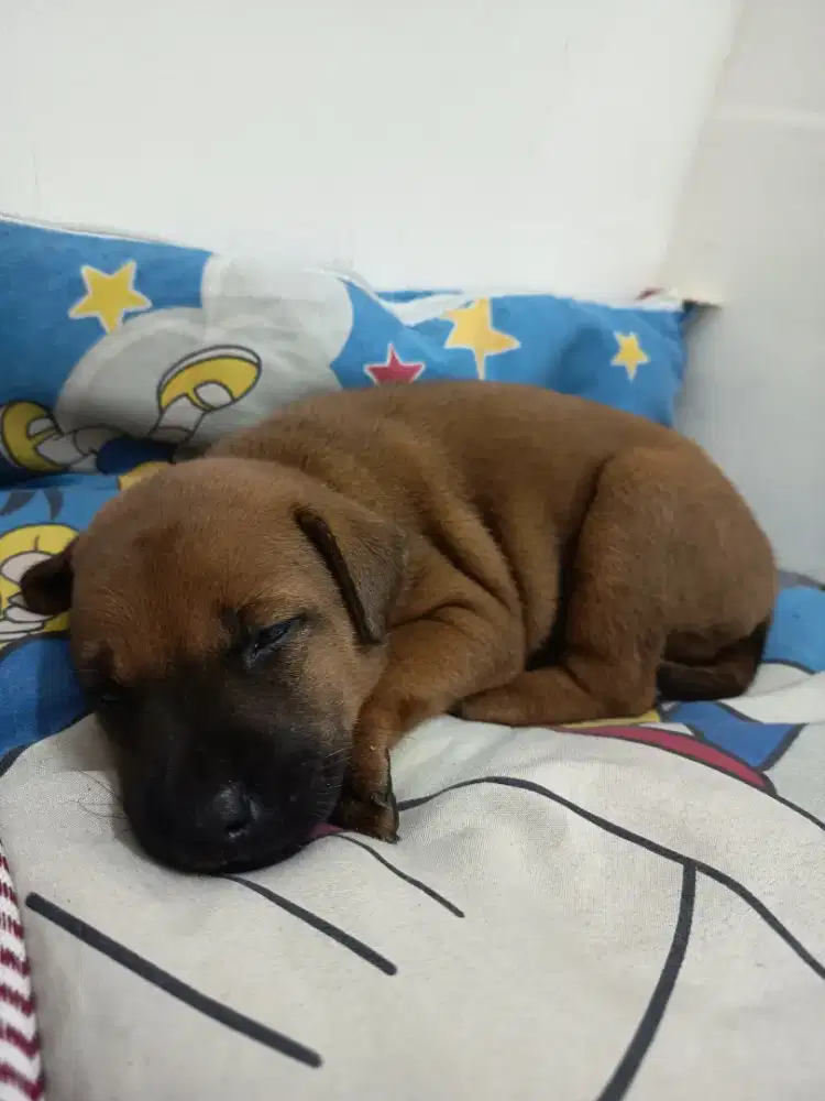 Pincher mix chihua-hua. Female .5bln sehat manja no berisik
