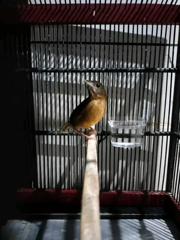 wambi mini jantan bunyi