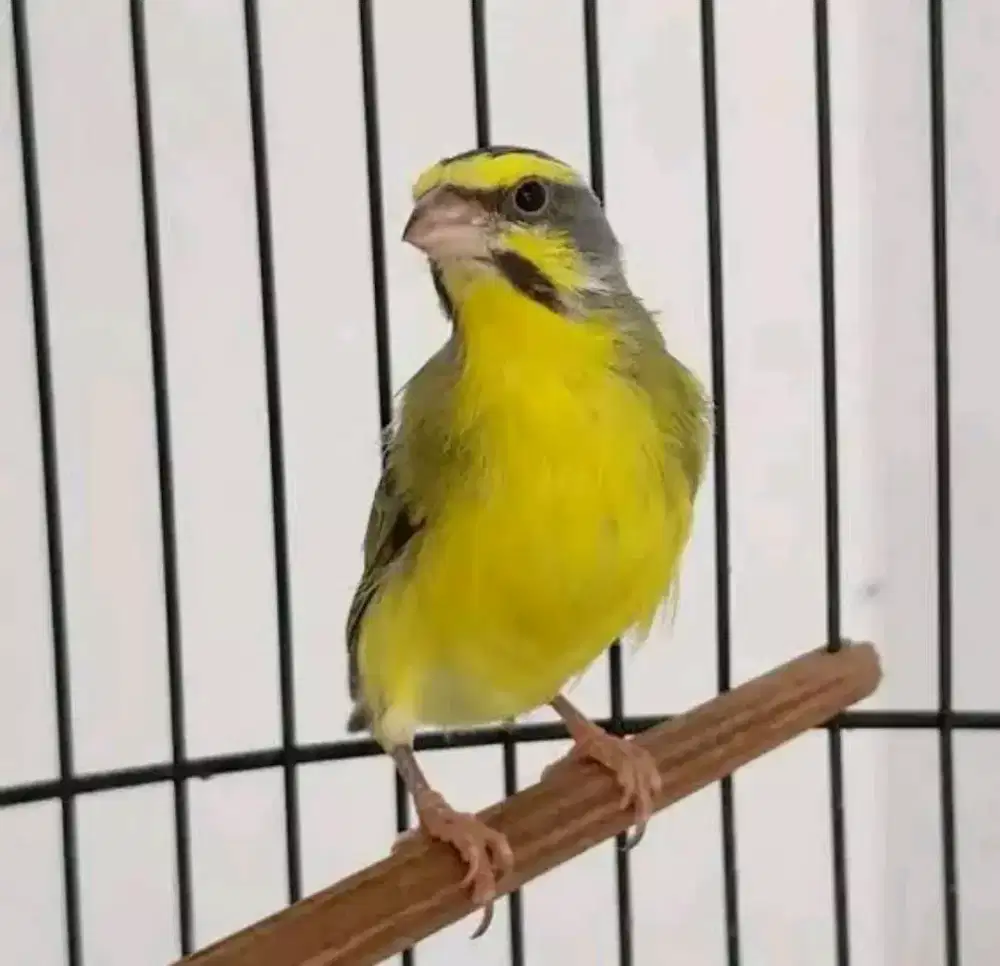 mozambik jantan gacor