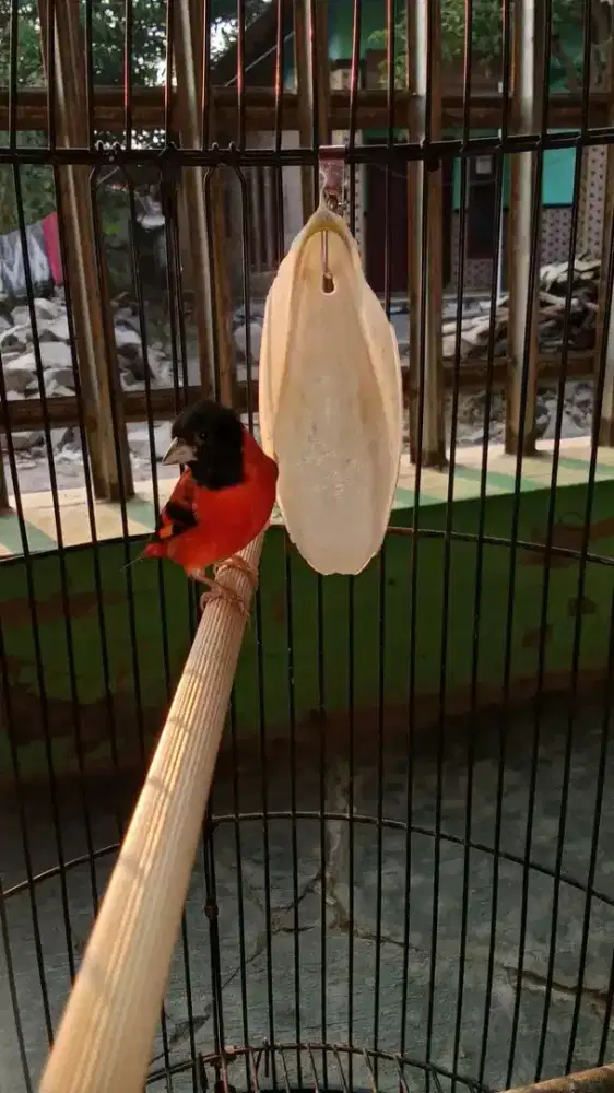 redsiskin jantan gacor