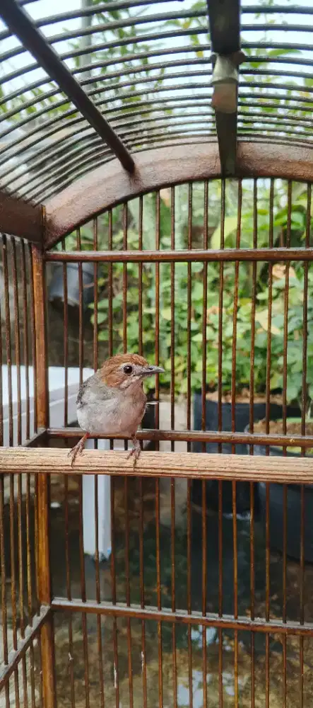 Yuhina kalimantan