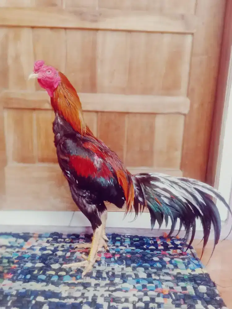 Ayam Birma magon khoy Taji jos 4 x win