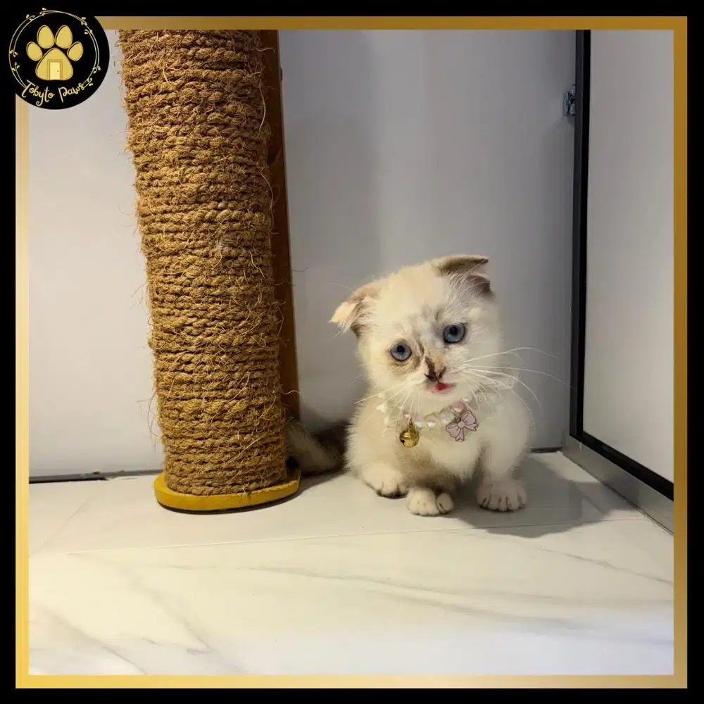 OB KUCING KITTEN MUNCHKIN GAELIC CEBOL SCOTTISH FOLD BETINA