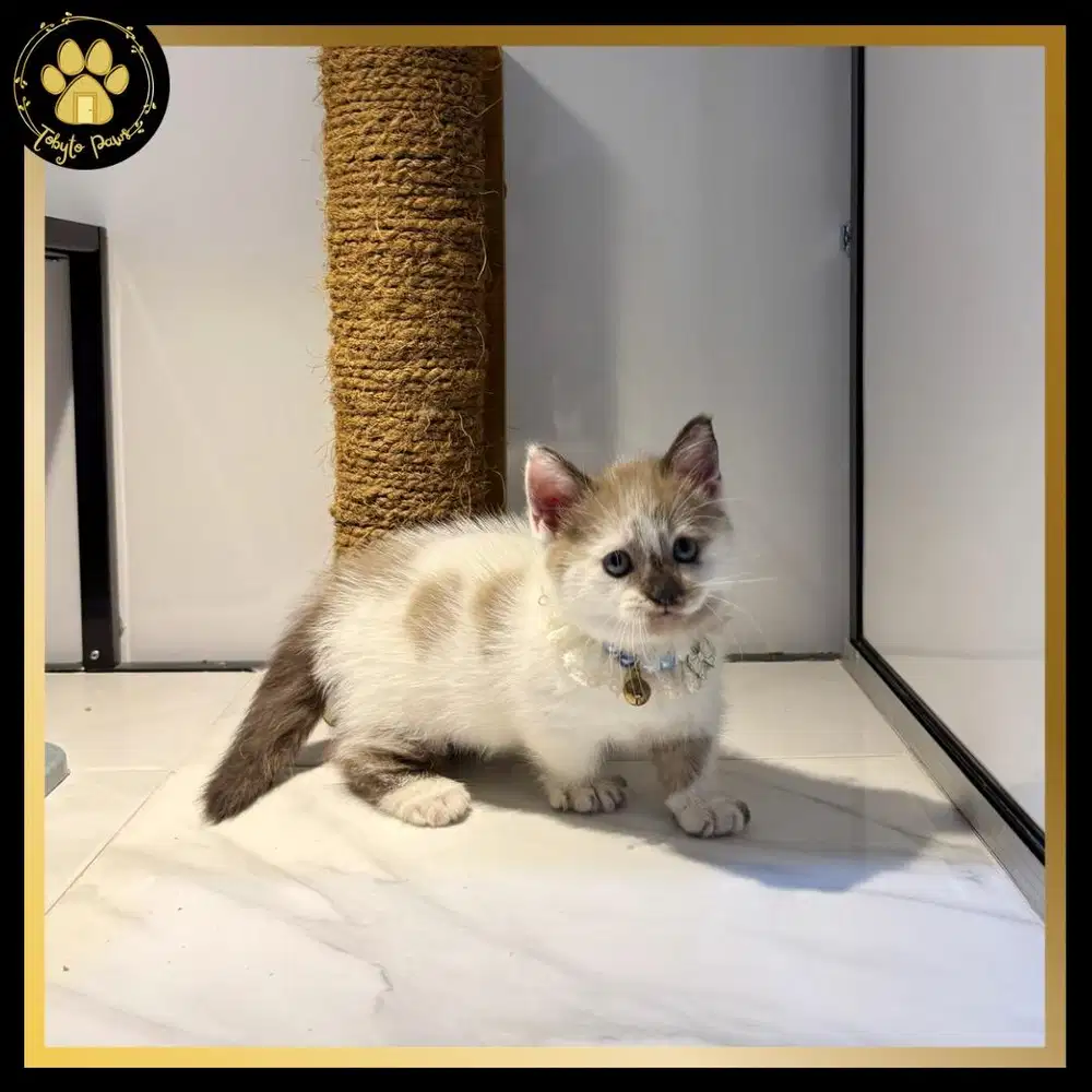 OB KUCING KITTEN BRITISH SHORTHAIR MUNCHKIN LINE CINNAMON JANTAN