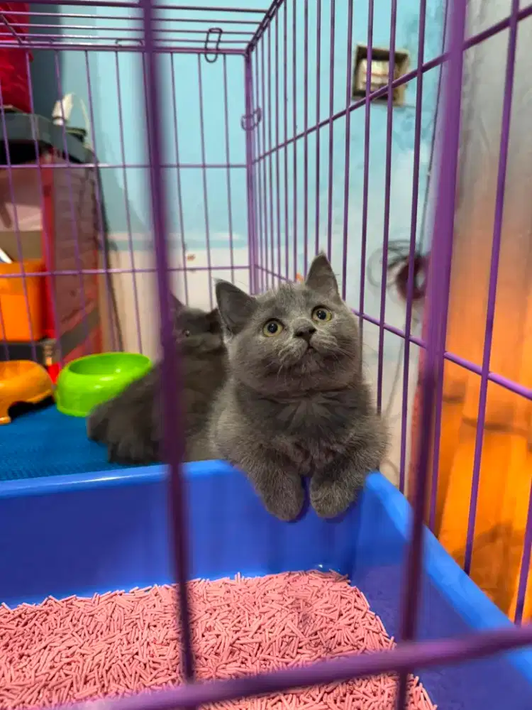 kucing kitten british shorthair munchin kaki cebol