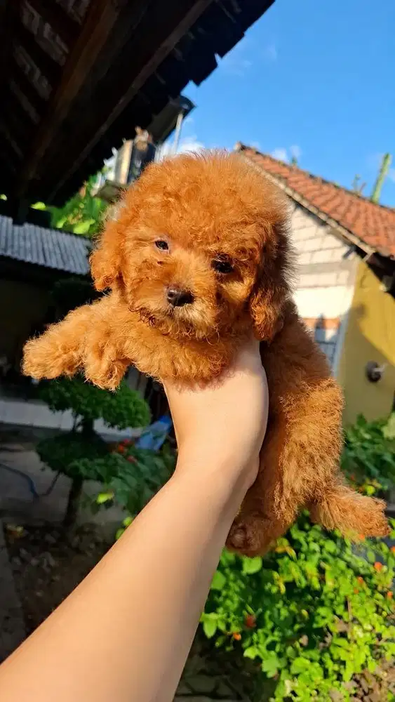 Poodle (Pure Breed)