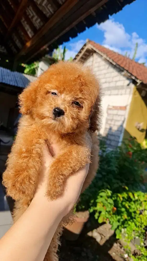 Poodle (Pure Breed)