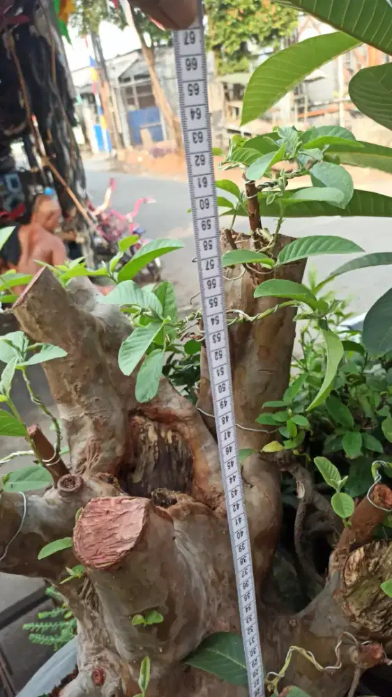 Jambu biji cangkokan XXL bahan LB 57cm