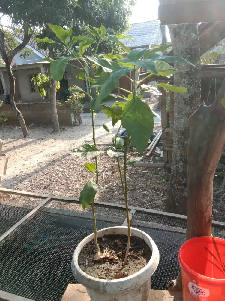 Pohon cabai rawit