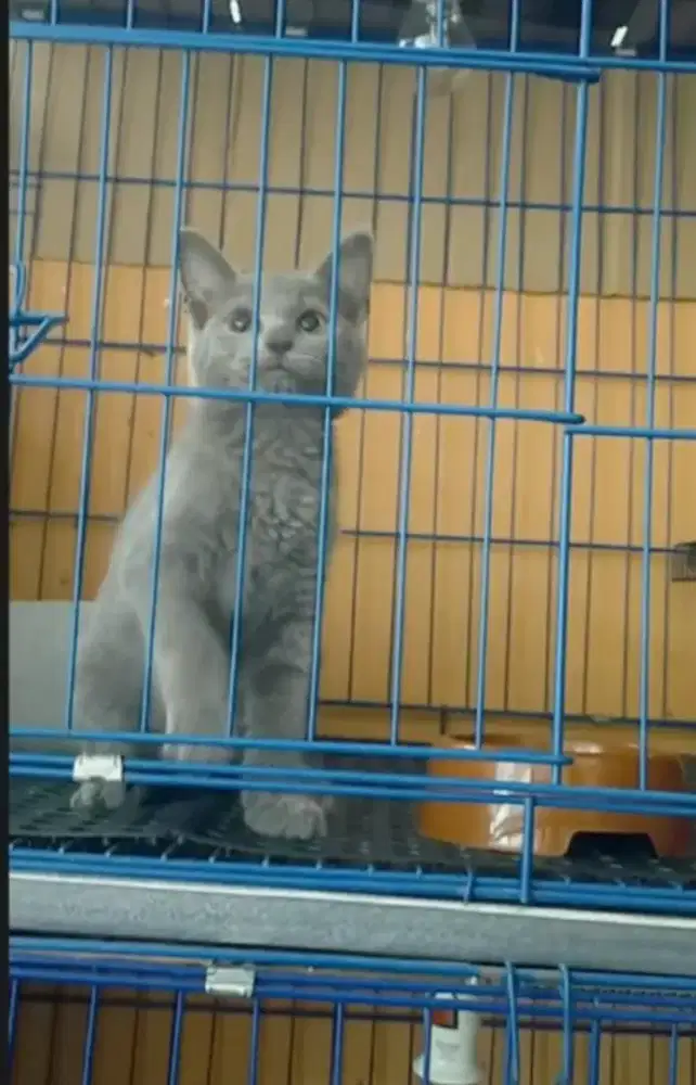 Kucing busok jantan usia 3bulan manis