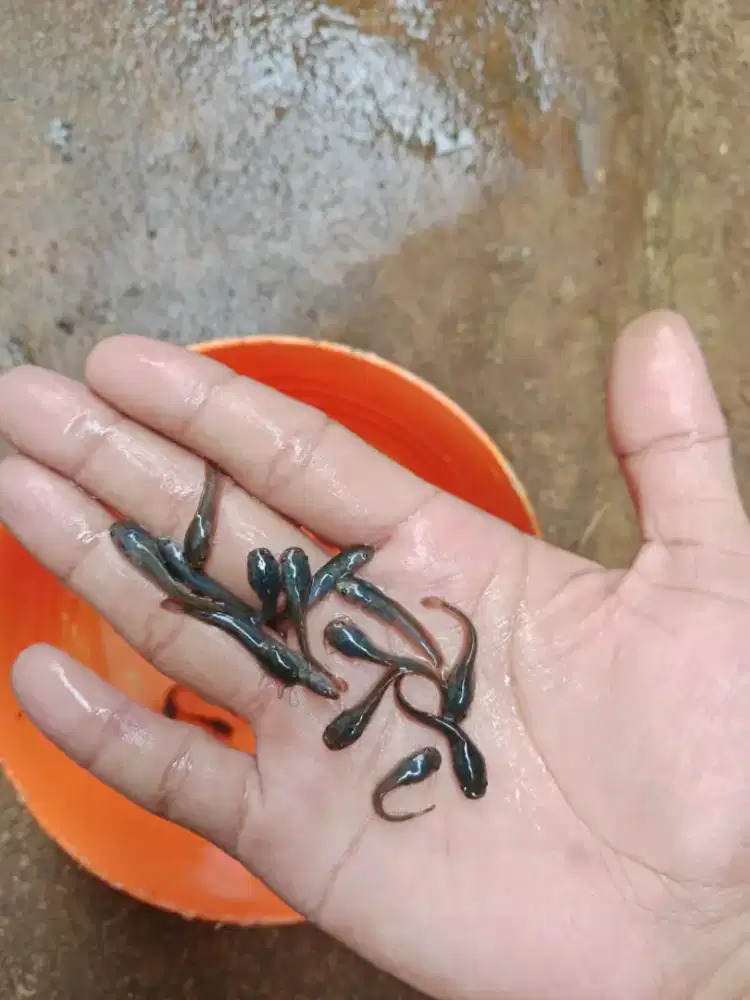 Bibit ikan lele ukuran 2-3 cm paket 1000 ekor