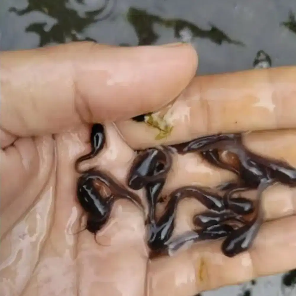 Bibit ikan lele ukuran 3-4 cm paket isi 1000 ekor