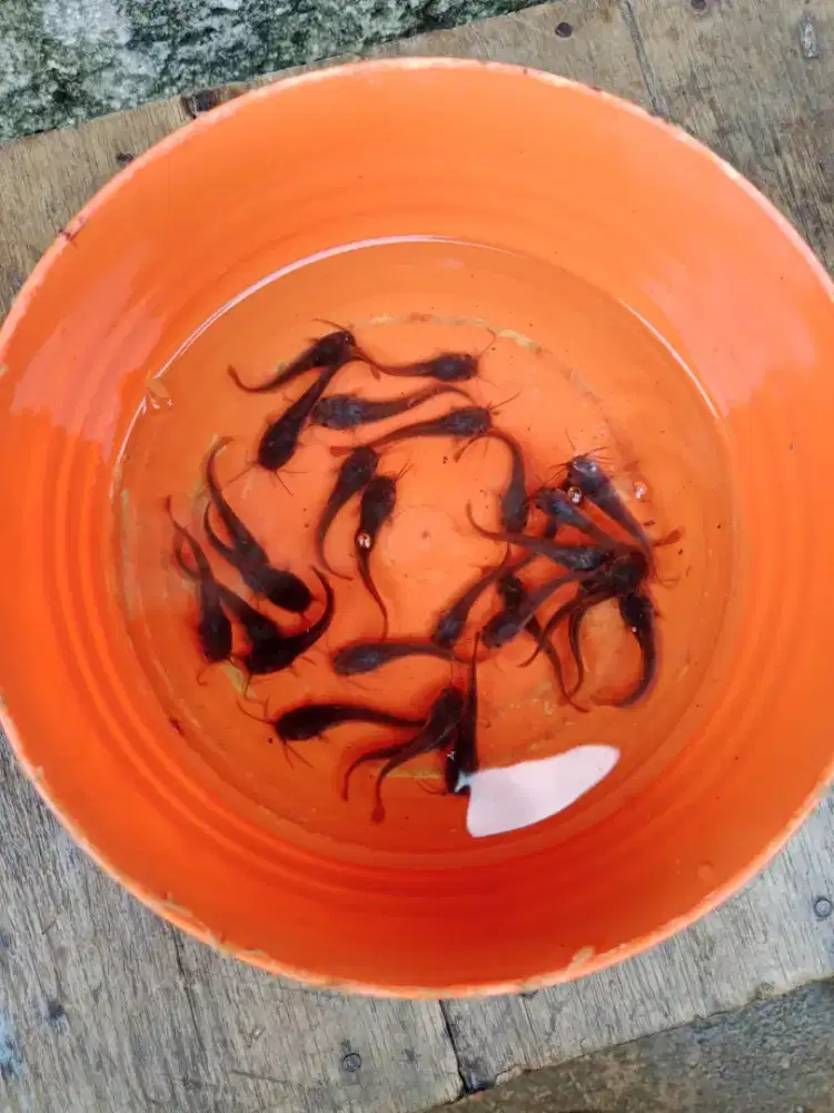 Bibit ikan lele ukuran 4-5 cm paket 1000 ekor