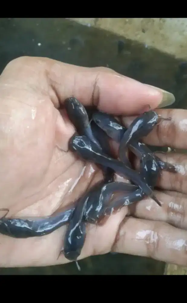 Bibit ikan lele ukuran 5-6 cm paket isi 1000 ekor
