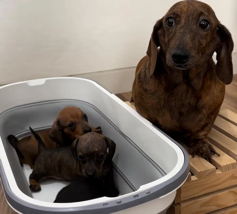 Jual 2 anjing tekel betina semua ( mini )
