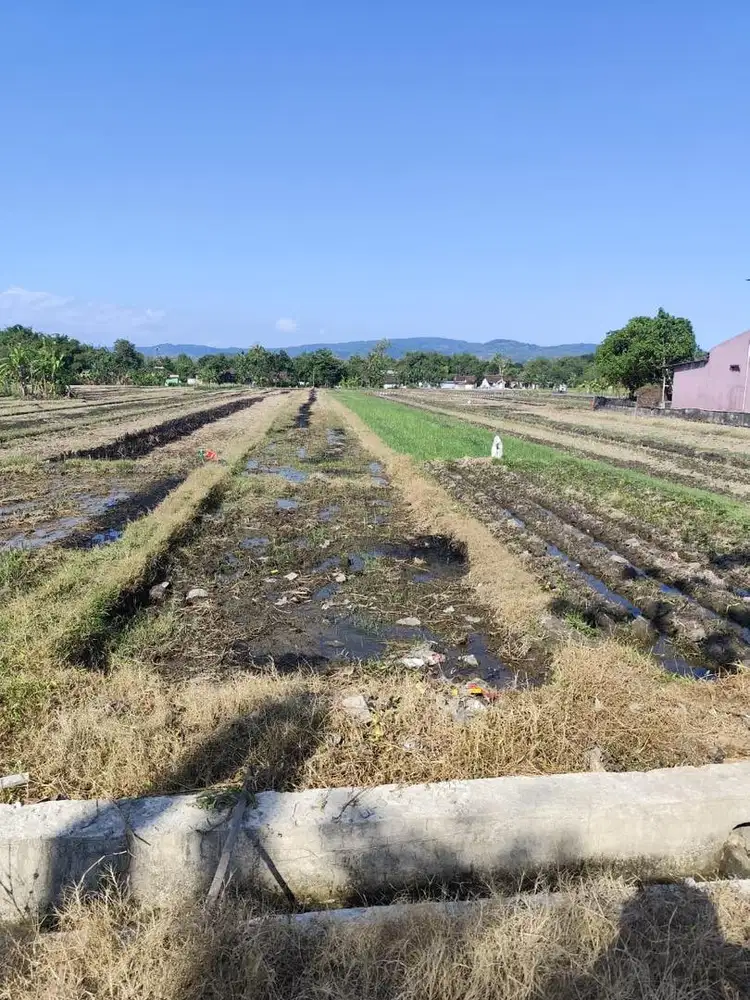 Tanah sawah SHM Sumberagung, Jetis, Bantul