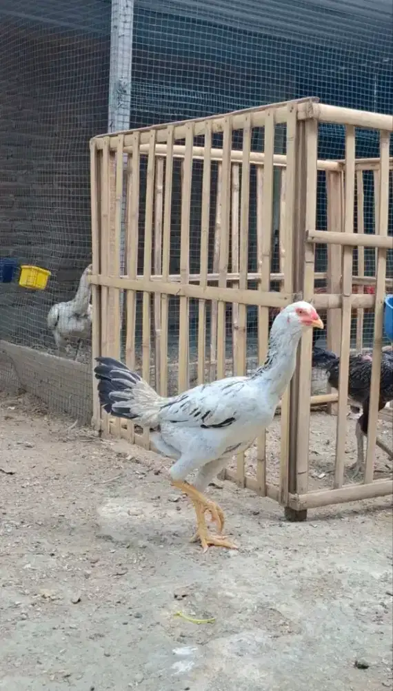 Induk Pamagon Bulbi salju