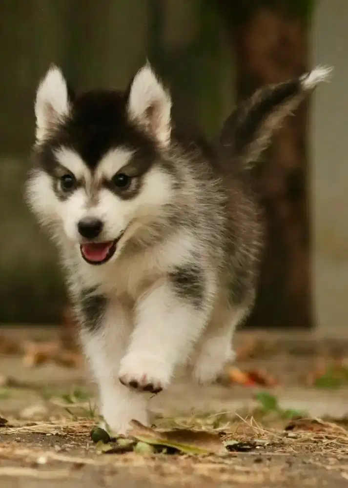 Siberian husky jantan