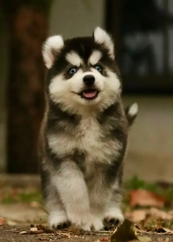 Siberian husky jantan