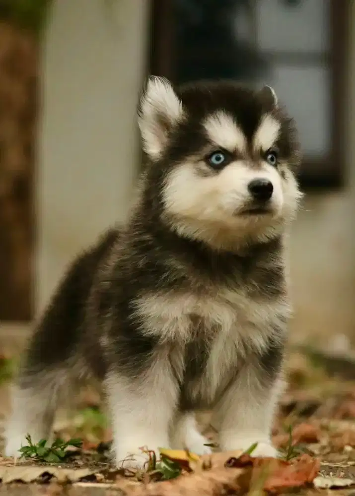 Siberian husky jantan