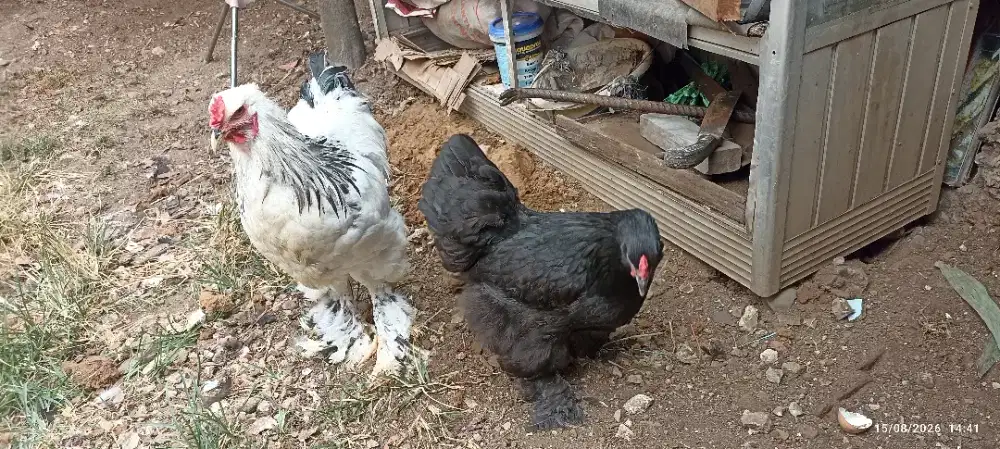 Ayam Brahma sepasang