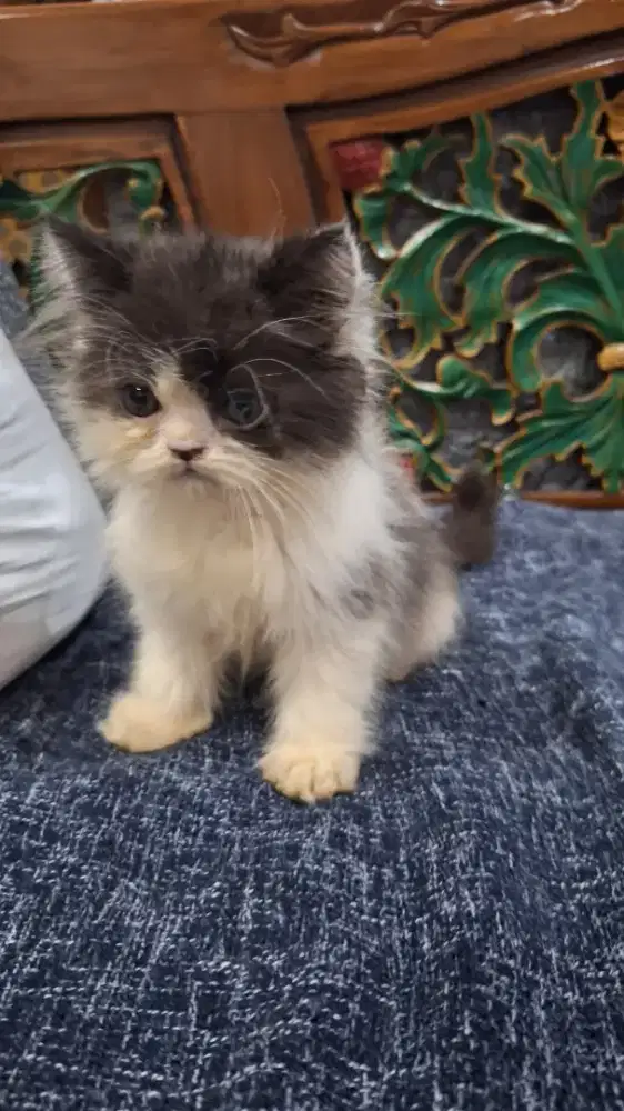 Jual kucing persia kitten peak nose 3 bln jantan