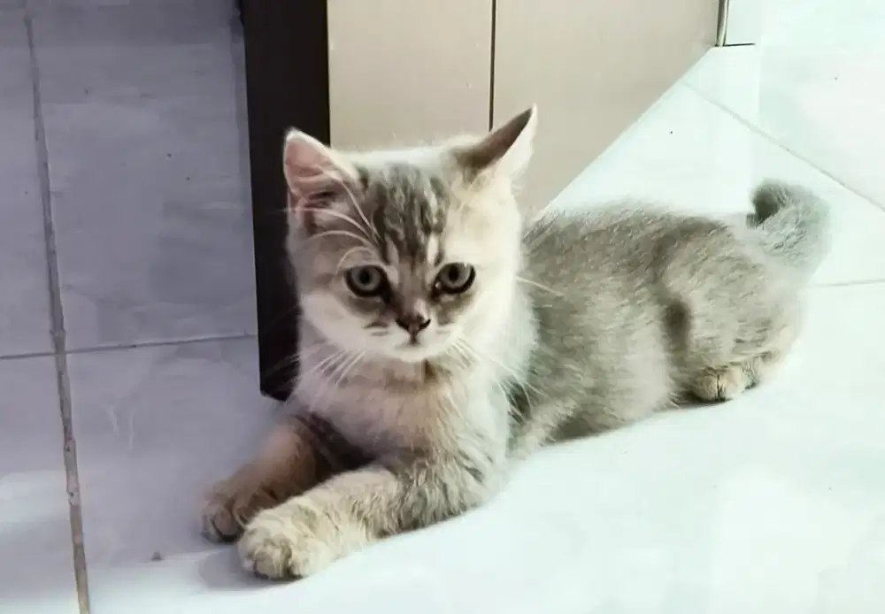 British Short Hair Golden Blue Kitten