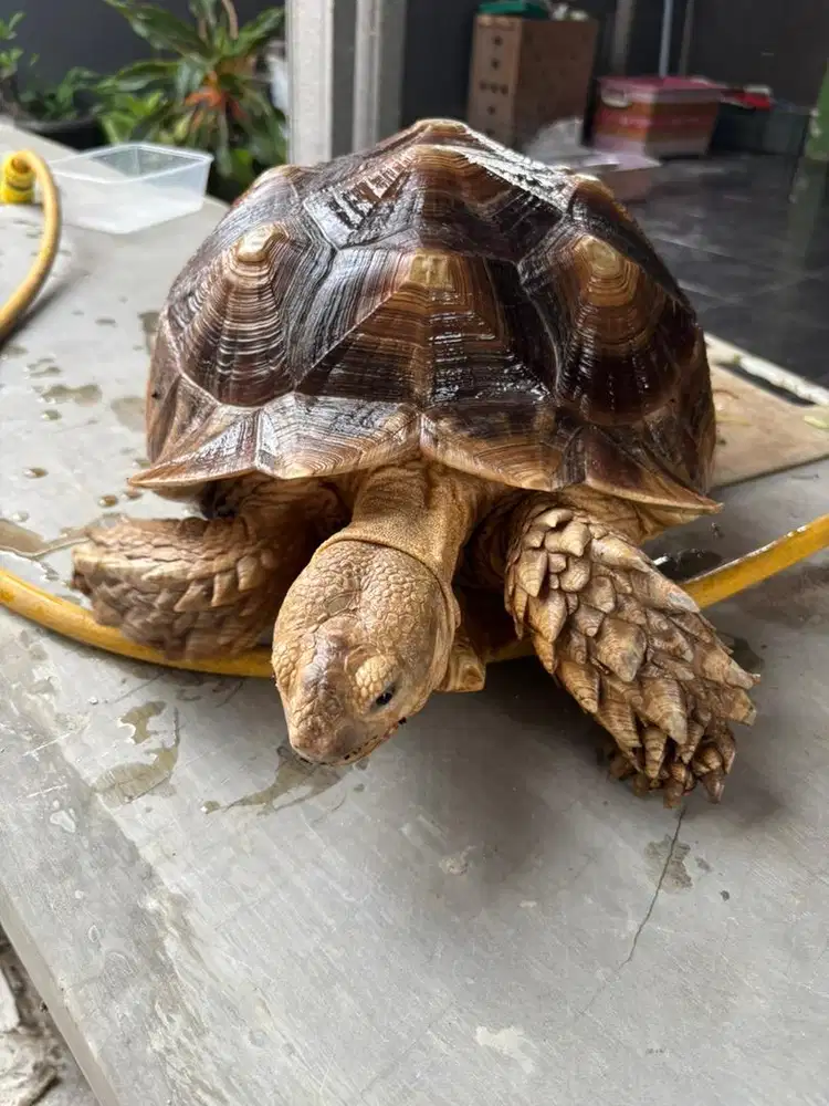 sulcata ukuran 40 kurang