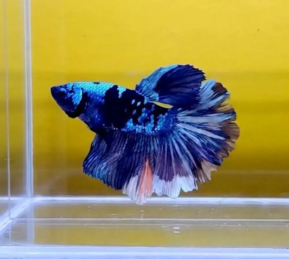 ikan cupang hm avatar