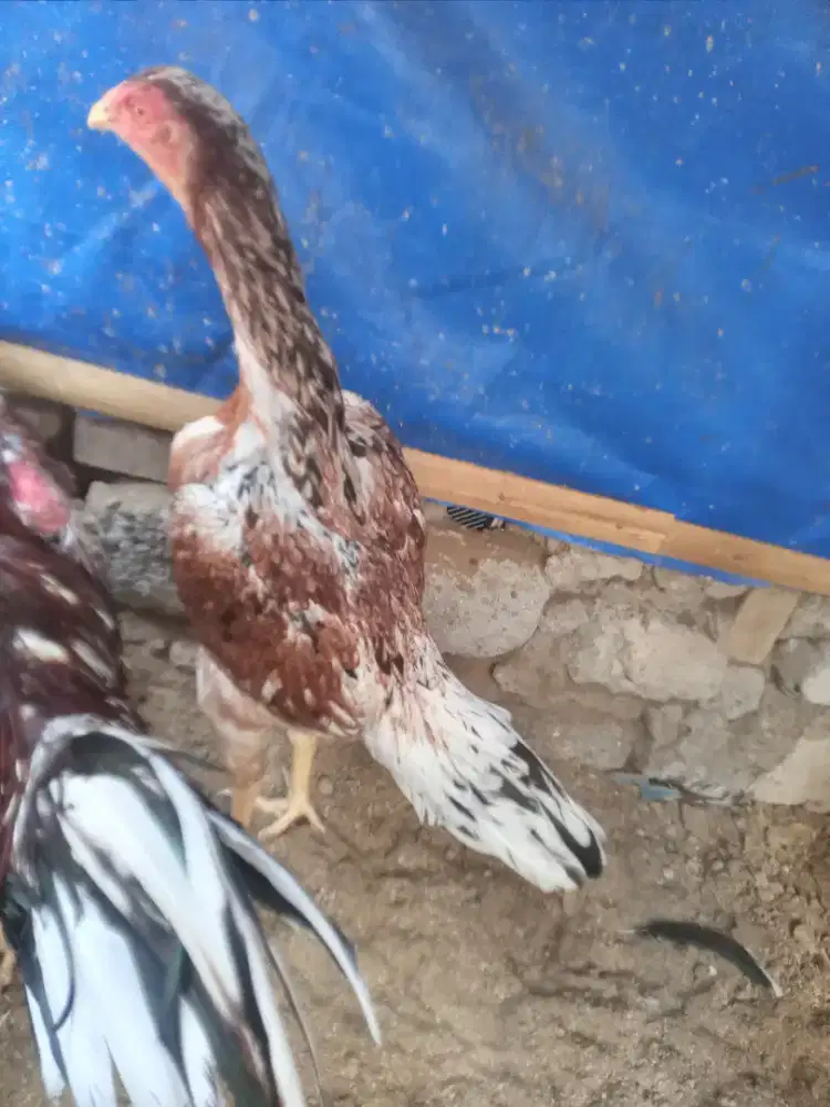 Ayam betina bangkok klasik siap produksi,bibit trah bagus