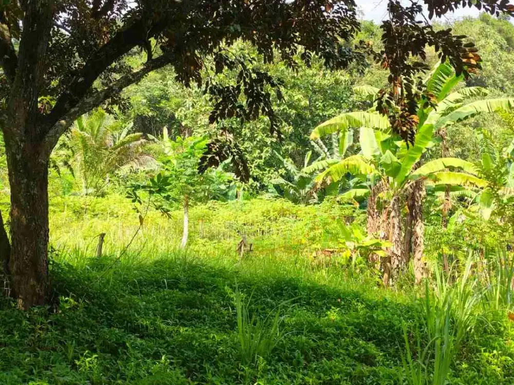 Dijual tanah Ciseeng, Bogor Luas 1,6 hektar, SHM