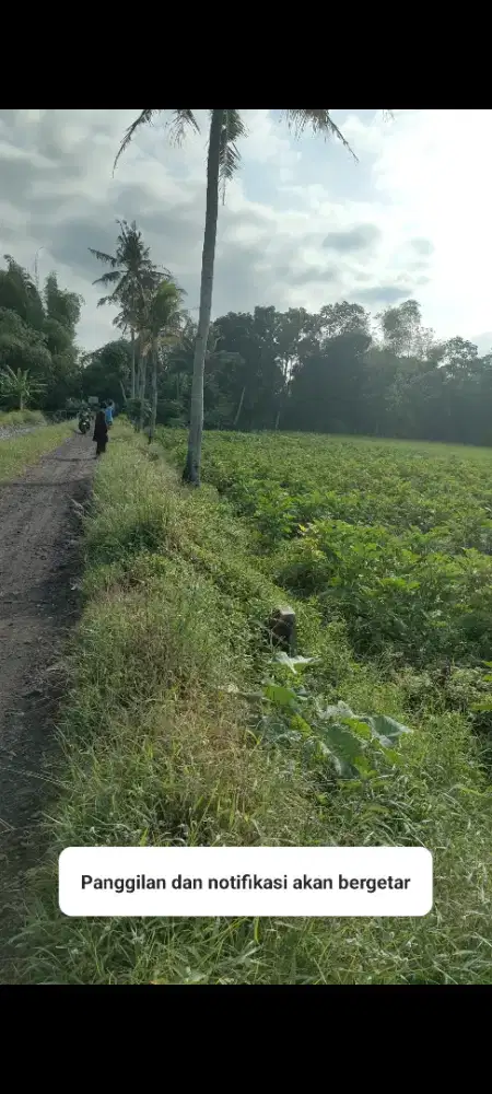 Dijual Cepat Sawah 1594m² Harga Murah